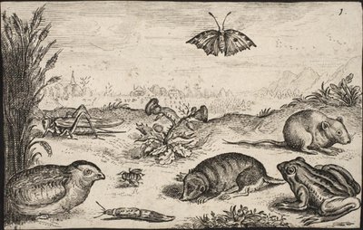 Kleine Tiere und Insekten: Heuschrecke, Schmetterling, Feldmaus, Rebhuhn, Biene, Schnecke, Maulwurf und Frosch von Jacob Matham