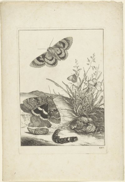 Schmetterlinge, Raupe und Kokon von Jacob l