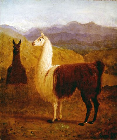 Zwei Lamas von Jacques Laurent Agasse