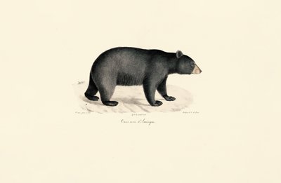 Amerikanischer Schwarzbär von Jacques Christophe Werner