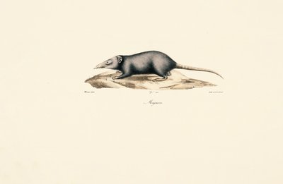 Asiatische Hausschabe von Jacques Christophe Werner