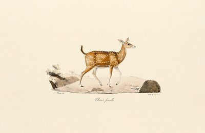 Axishirsch Weibchen von Jacques Christophe Werner