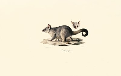 Gewöhnlicher Fuchskusu von Jacques Christophe Werner