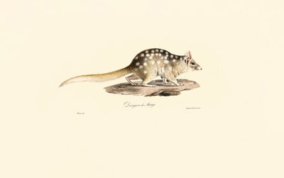 Östlicher Quoll von Jacques Christophe Werner