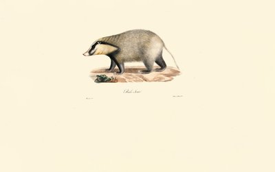 Europäischer Dachs von Jacques Christophe Werner