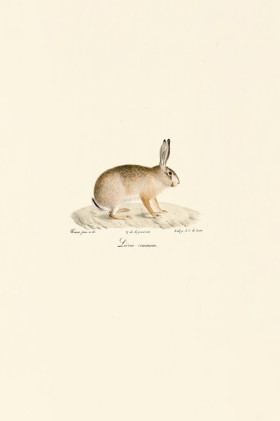 Europäischer Hase von Jacques Christophe Werner