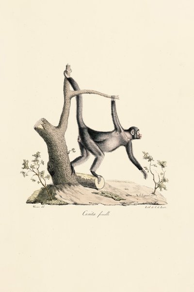 Schwarzer Spinnenaffe (Weibchen) von Jacques Christophe Werner