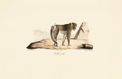 Weiblicher Drill von Jacques Christophe Werner