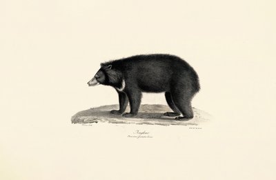Malaiischer Sonnenbär von Jacques Christophe Werner