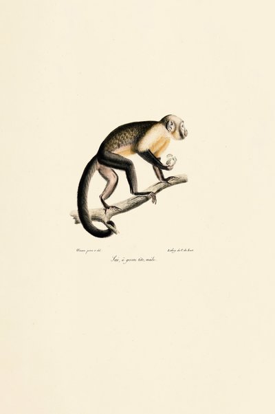 Männlicher Gewöhnlicher Totenkopfaffe von Jacques Christophe Werner