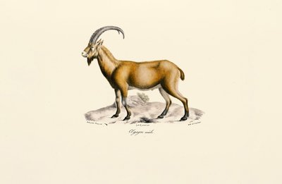 Männliche Wildziege von Jacques Christophe Werner
