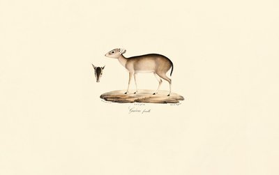 Maxwell-Ducker (Guéréi-Ducker, Weiblich) von Jacques Christophe Werner