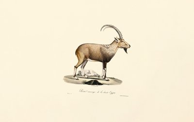 Nubischer Steinbock von Jacques Christophe Werner
