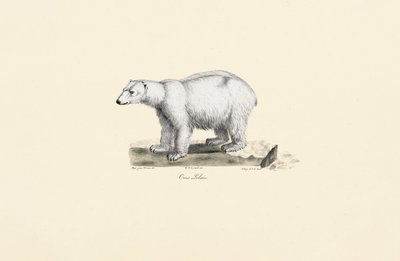Eisbär von Jacques Christophe Werner