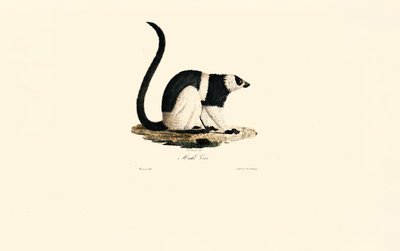 Varis von Jacques Christophe Werner