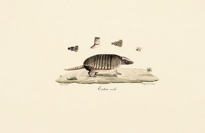 Sechsband-Gürteltier (Männlich) von Jacques Christophe Werner
