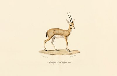 Schlankhorn-Gazelle, Weibchen von Jacques Christophe Werner