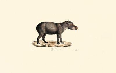Südamerikanischer Tapir von Jacques Christophe Werner