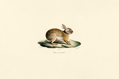 Tolai-Hase (Lièvre à cou noir) von Jacques Christophe Werner
