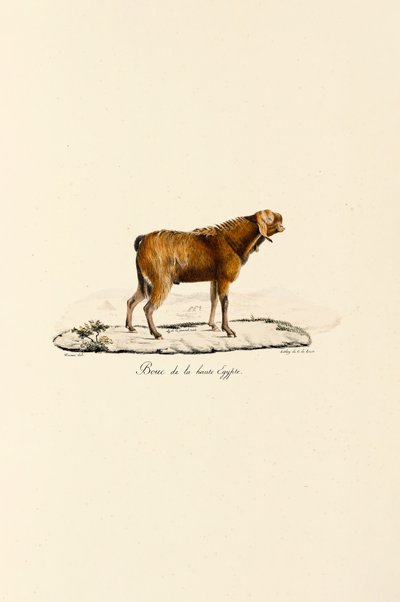 Oberägyptischer Ziegenbock von Jacques Christophe Werner