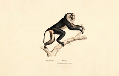 Weißkragenmangabe (Männlich) von Jacques Christophe Werner