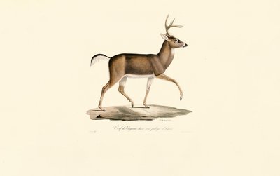 Weißwedelhirsch im Winterfell (Cerf de Virginie dans son pelage d