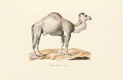 Weißer Dromedar von Jacques Christophe Werner