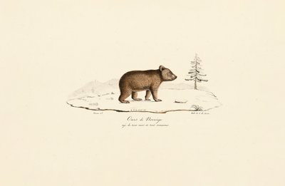 Junger Braunbär aus Norwegen von Jacques Christophe Werner