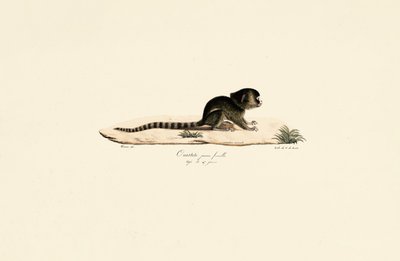 Junge weibliche Gewöhnliche Marmosette von Jacques Christophe Werner