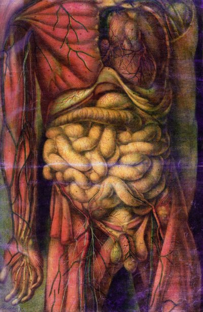Torso eines Mannes, der die Eingeweide zeigt, aus 