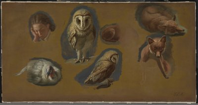 Studien eines Fuchses, einer Schleiereule, eines Pfauenweibchens und eines jungen Mannes Kopf von Jacques Laurent Agasse