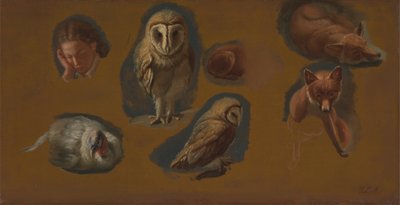 Studien eines Fuchses, einer Schleiereule, eines Pfauenweibchens und des Kopfes eines jungen Mannes von Jacques Laurent Agasse