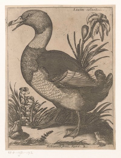 Ente von Jacques de Fornazeris