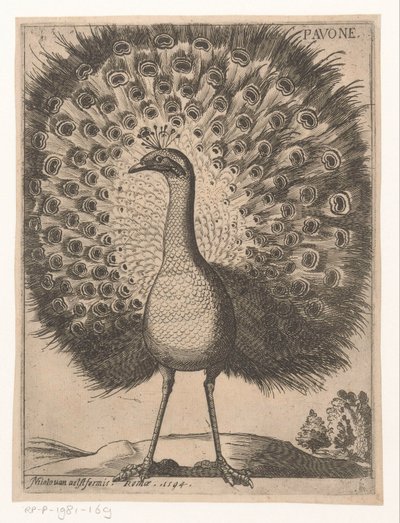 Pfau von Jacques de Fornazeris