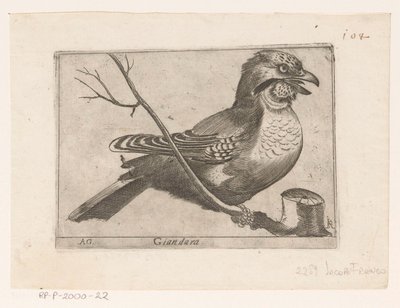 Eichelhäher (Garrulus glandarius) von Jacques de Fornazeris
