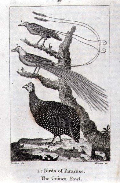 Paradiesvögel und ein Perlhuhn, aus 