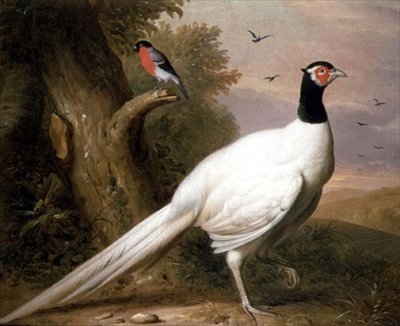Ein weißer Fasan in einer Landschaft von Jakob Bogdani or Bogdany