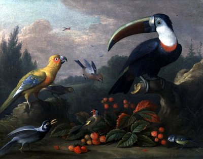 Tukan mit anderen Vögeln von Jakob Bogdani or Bogdany
