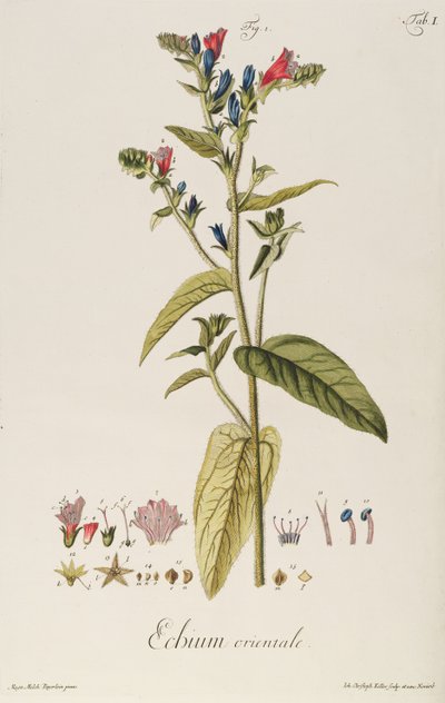 Echium: Orientale aus "Icones Plantarum", ca. 1763 von Jakob Christoph Keller
