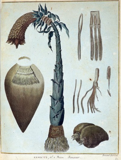 Banane - in „Reise nach Nubien und Abessinien unternommen, um die Quellen des Nils zu entdecken, in den Jahren 1768 bis 1772“, von James Bruce, Bd. 1, Paris von James Bruce