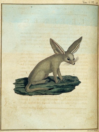 Fennek - aus „Reise nach Nubien und Abessinien unternommen, um die Quellen des Nils zu entdecken in den Jahren 1768 bis 1772“ von James Bruce, Band 1, Paris von James Bruce