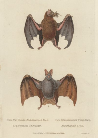 Schwanzlose Glossophag-Fledermaus und Megaderme-Lyrenfledermaus (farbige Gravur) von James (after) Basire