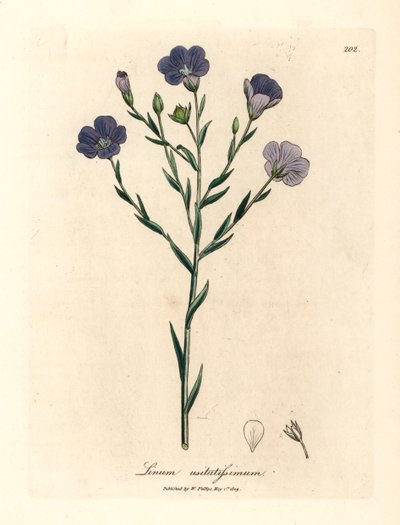 Blau blühender Flachs, Linum usitatissimum, aus einer botanischen Illustration von James Sowerby aus William Woodville und Sir William Jackson Hooker