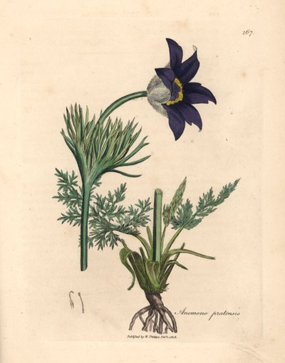 Blau blühende Wiesenanemone oder Küchenschelle, Anemone pratensis, aus einer botanischen Illustration von James Sowerby aus William Woodville und Sir William Jackson Hooker