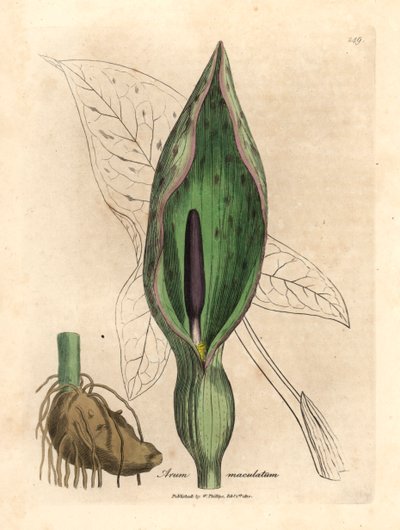 Gemeiner Aronstab, aus einer botanischen Illustration von James Sowerby aus William Woodville und Sir William Jackson Hooker