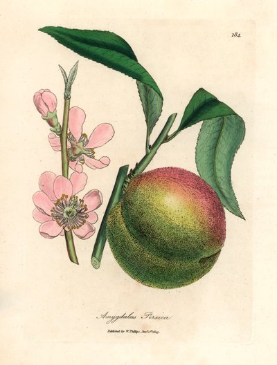 Pfirsichbaum mit reifen Früchten und rosa Blüten, Amygdalus persica, aus einer botanischen Illustration von James Sowerby aus William Woodville und Sir William Jackson Hooker
