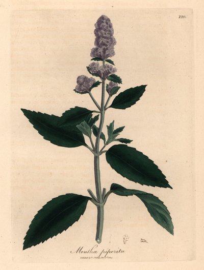 Lila blühende Pfefferminze, Mentha piperita, aus einer botanischen Illustration von James Sowerby aus William Woodville und Sir William Jackson Hookers "Medical Botany" 1832 (handkolorierter Kupferstich) von James (after) Sowerby