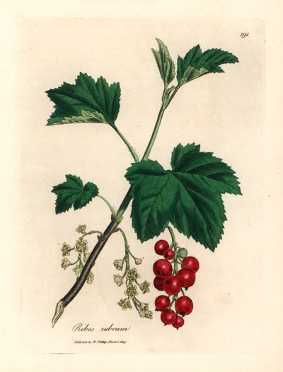 Rote Johannisbeere, aus einer botanischen Illustration von James Sowerby aus William Woodville und Sir William Jackson Hooker