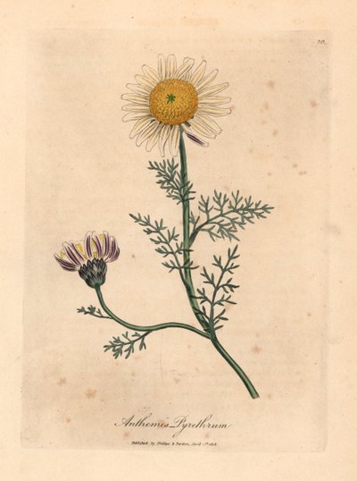 Weiß und gelbe spanische Kamille, Anthemis pyrethrum, aus einer botanischen Illustration von James Sowerby aus William Woodville und Sir William Jackson Hooker