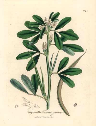 Weiß blühender Bockshornklee mit Samenkapsel, Trigonella foenum graecum, aus einer botanischen Illustration von James Sowerby aus William Woodville und Sir William Jackson Hooker